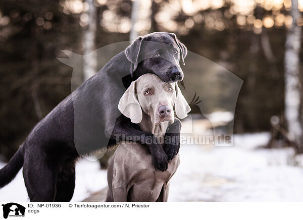 Hunde / dogs / NP-01936