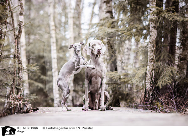 Hunde / dogs / NP-01966