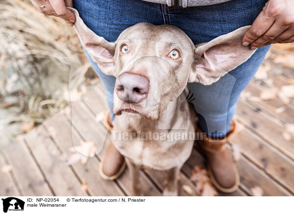 Weimaraner Rde / male Weimaraner / NP-02054