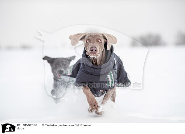 Hunde / dogs / NP-02088