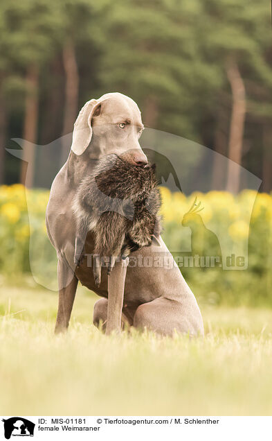 female Weimaraner / MIS-01181