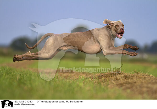 male Weimaraner / MIS-01243