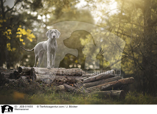 Weimaraner / JEB-01655