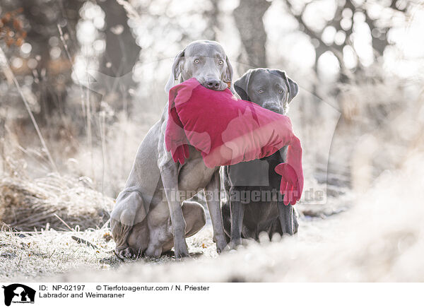 Labrador and Weimaraner / NP-02197