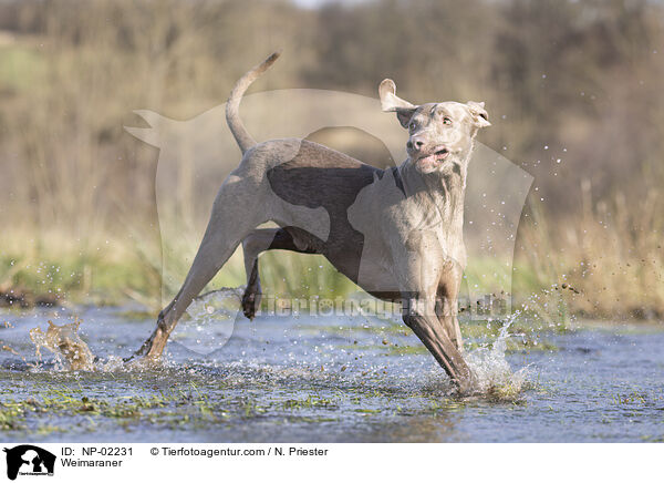 Weimaraner / NP-02231