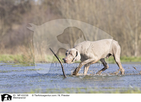Weimaraner / NP-02236