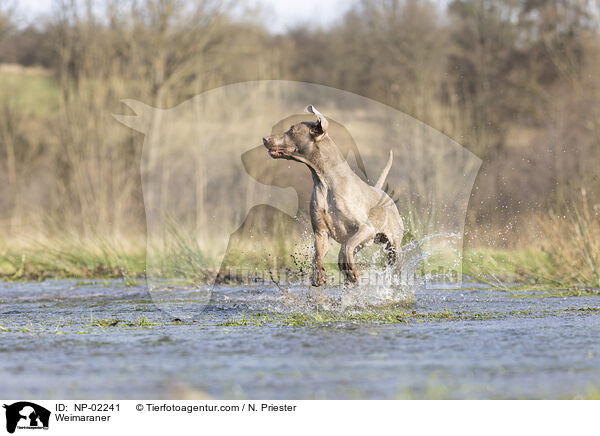 Weimaraner / NP-02241