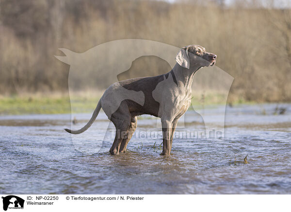 Weimaraner / NP-02250