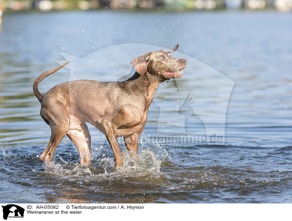 Weimaraner at the water / AH-05082