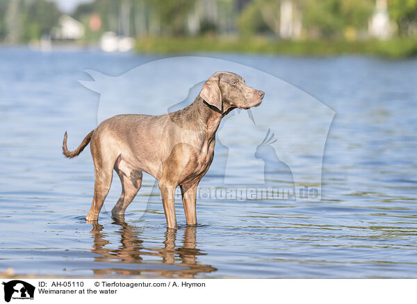 Weimaraner at the water / AH-05110