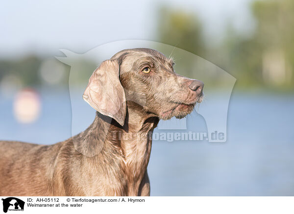 Weimaraner at the water / AH-05112