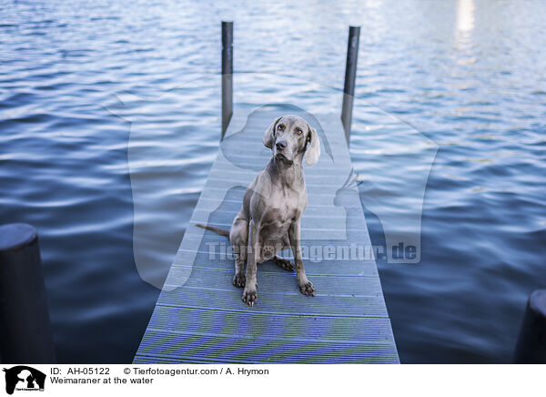 Weimaraner at the water / AH-05122
