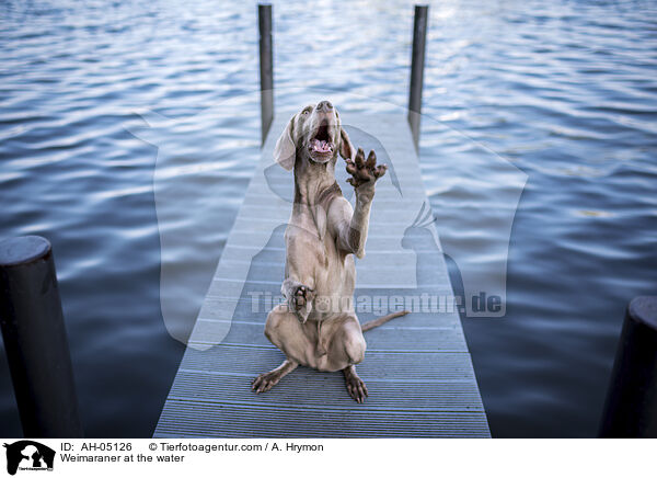 Weimaraner at the water / AH-05126