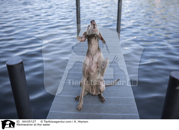Weimaraner at the water / AH-05127