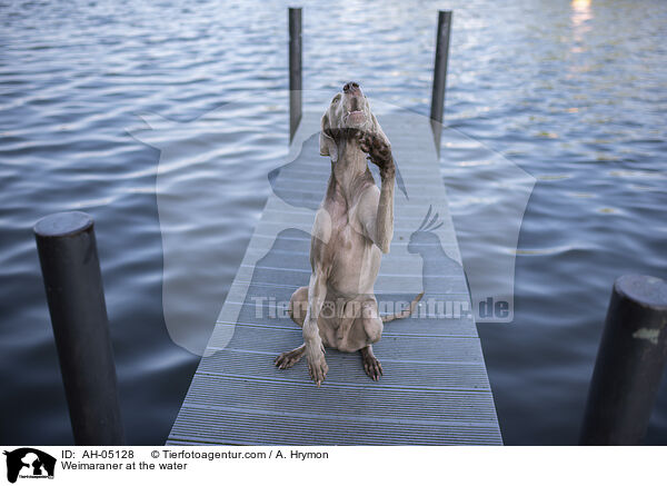 Weimaraner at the water / AH-05128