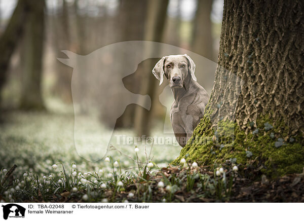 Weimaraner Hndin / female Weimaraner / TBA-02048