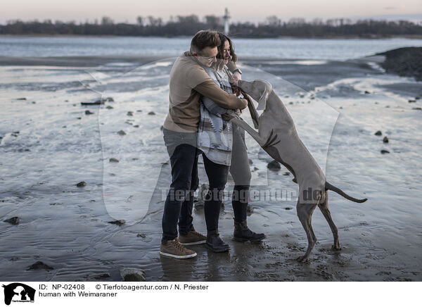 Menschen mit Weimaraner / human with Weimaraner / NP-02408