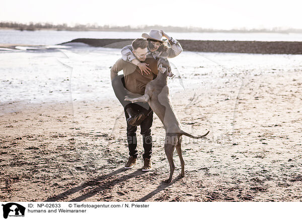 humans and Weimaraner / NP-02633