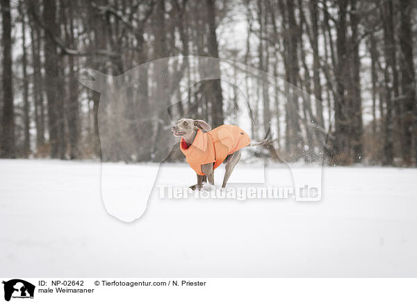 Weimaraner Rde / male Weimaraner / NP-02642