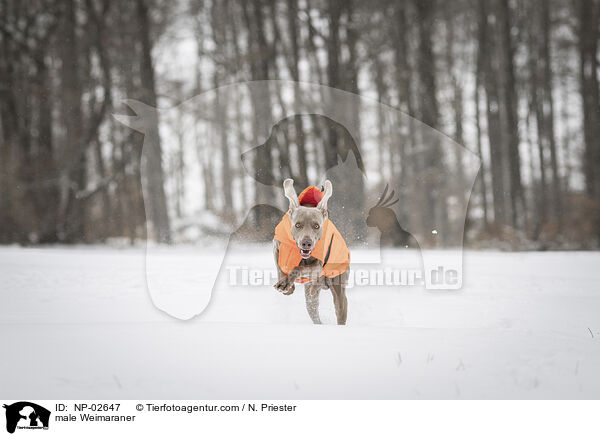 Weimaraner Rde / male Weimaraner / NP-02647