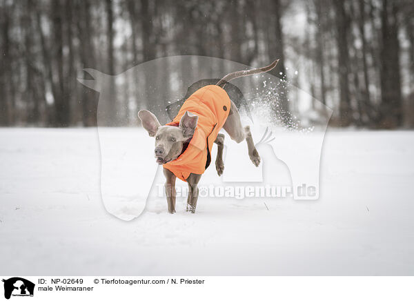 male Weimaraner / NP-02649