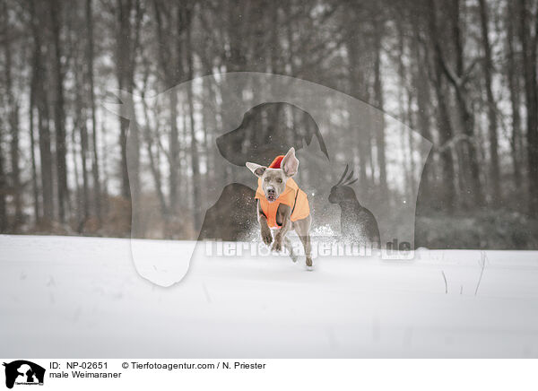 Weimaraner Rde / male Weimaraner / NP-02651