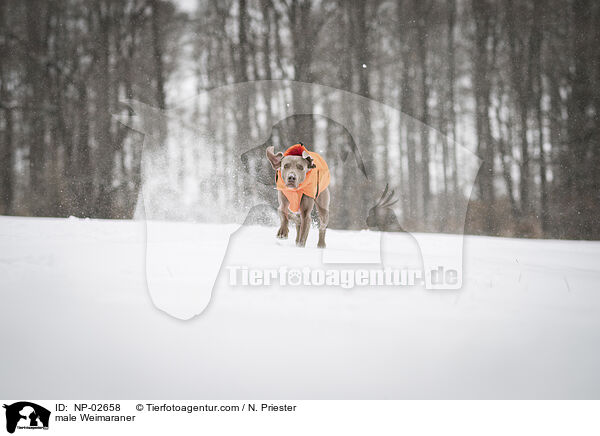 Weimaraner Rde / male Weimaraner / NP-02658