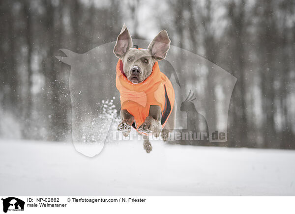 male Weimaraner / NP-02662