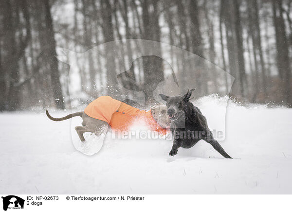2 dogs / NP-02673