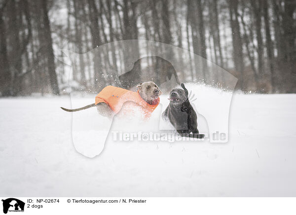 2 dogs / NP-02674