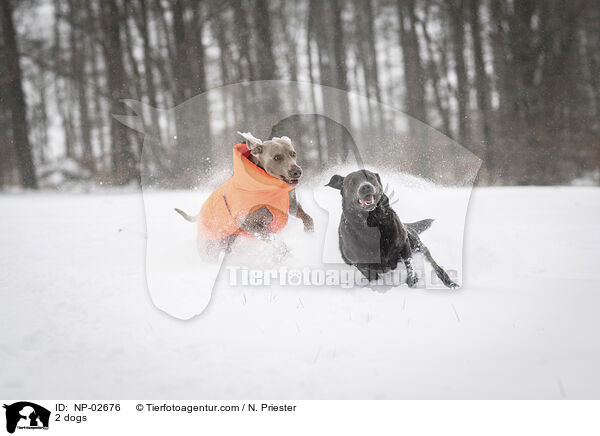 2 Hunde / 2 dogs / NP-02676