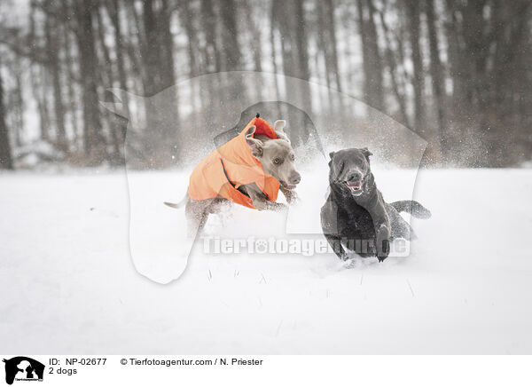 2 Hunde / 2 dogs / NP-02677
