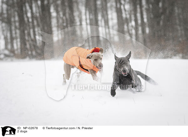 2 dogs / NP-02678