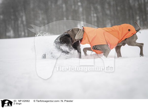 2 dogs / NP-02682