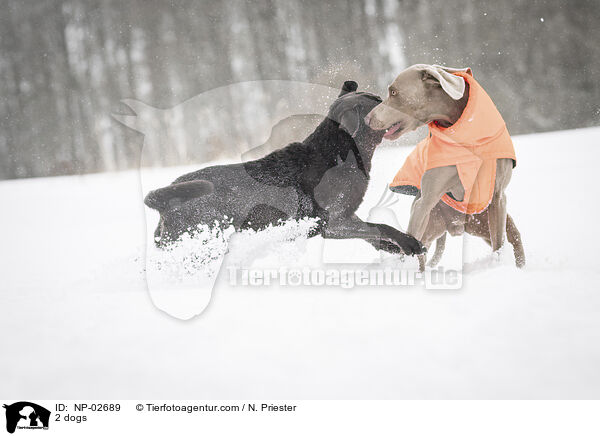 2 dogs / NP-02689