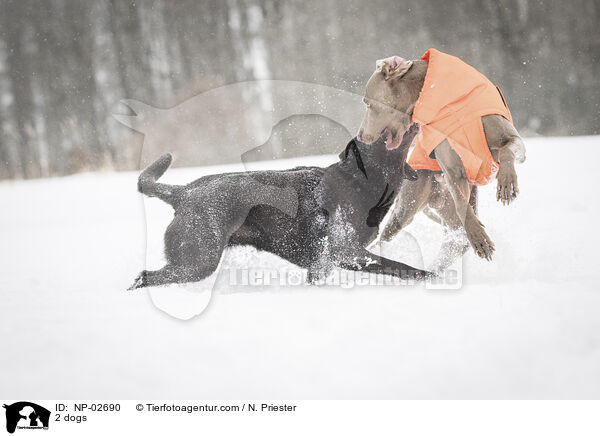 2 dogs / NP-02690