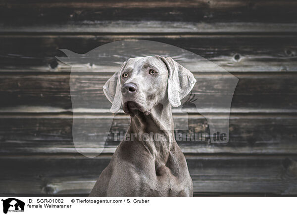 Weimaraner Hndin / female Weimaraner / SGR-01082