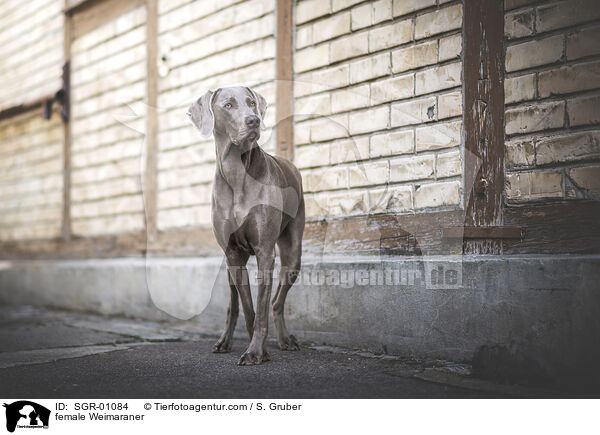 Weimaraner Hndin / female Weimaraner / SGR-01084