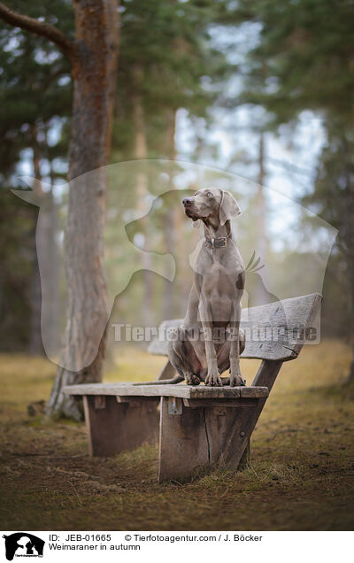 Weimaraner in autumn / JEB-01665