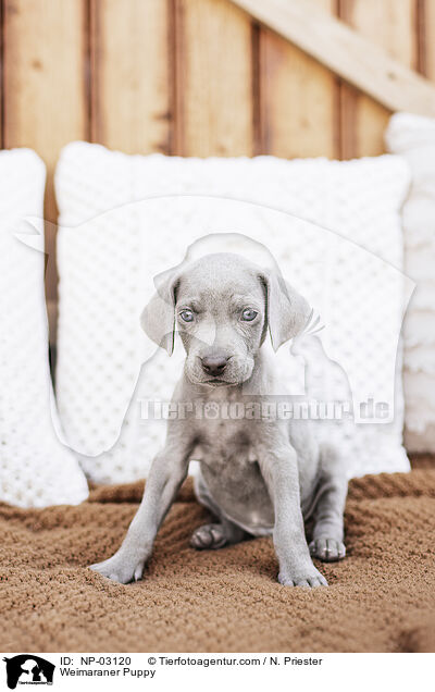 Weimaraner Welpe / Weimaraner Puppy / NP-03120