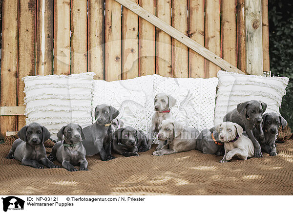 Weimaraner Welpen / Weimaraner Puppies / NP-03121