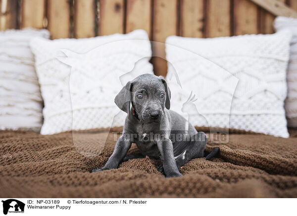 Weimaraner Welpe / Weimaraner Puppy / NP-03189