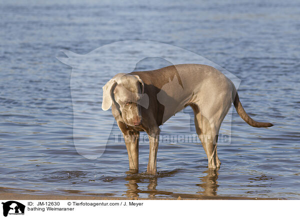 bathing Weimaraner / JM-12630