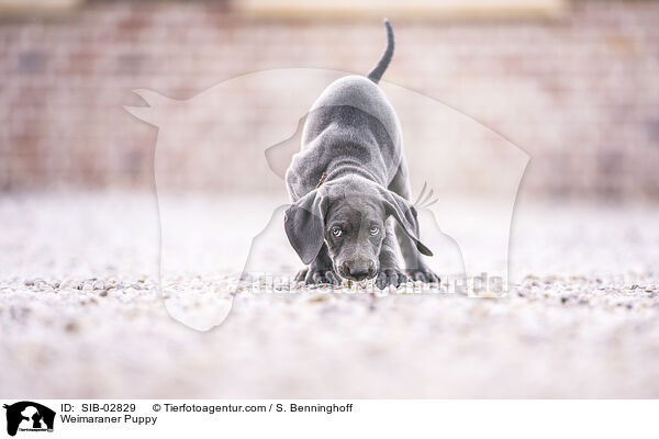 Weimaraner Puppy / SIB-02829