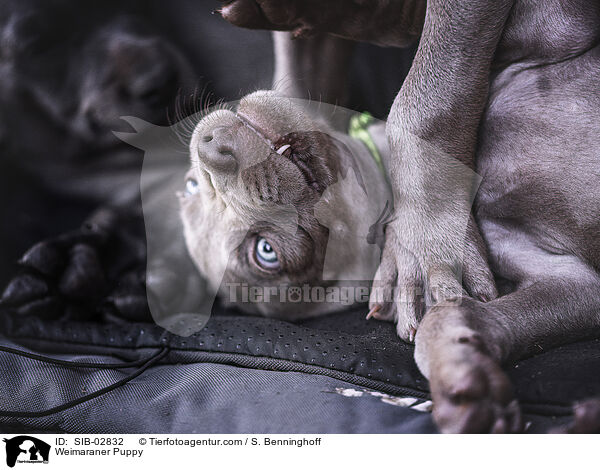Weimaraner Puppy / SIB-02832