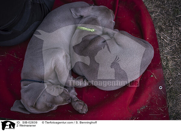 2 Weimaraner / SIB-02839