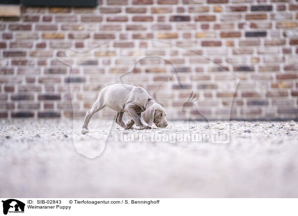 Weimaraner Puppy / SIB-02843