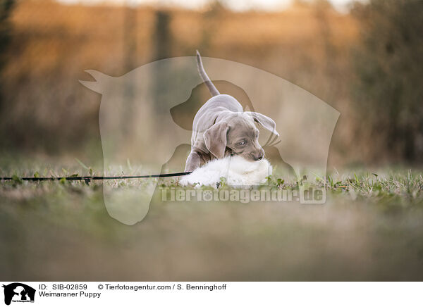 Weimaraner Puppy / SIB-02859