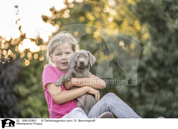 Weimaraner Welpe / Weimaraner Puppy / SIB-02861