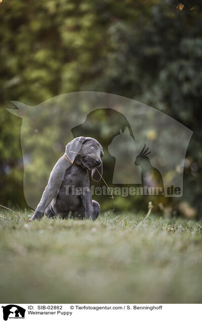 Weimaraner Welpe / Weimaraner Puppy / SIB-02862